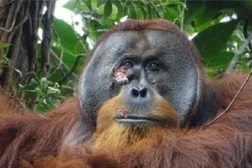El increíble caso del orangután que usó planta medicinal para curarse una herida
