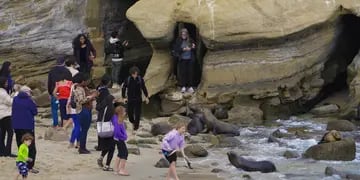Video: dos lobos marinos echaron a bañistas de una playa en California