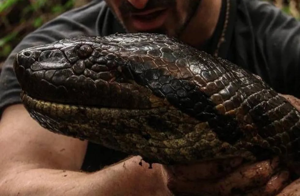 Discovery Channel mostrará en directo cómo una anaconda se come a Paul Rosolie