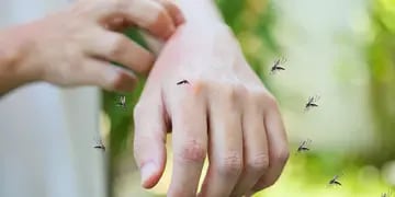 Alergia a las picaduras y mordeduras de insectos