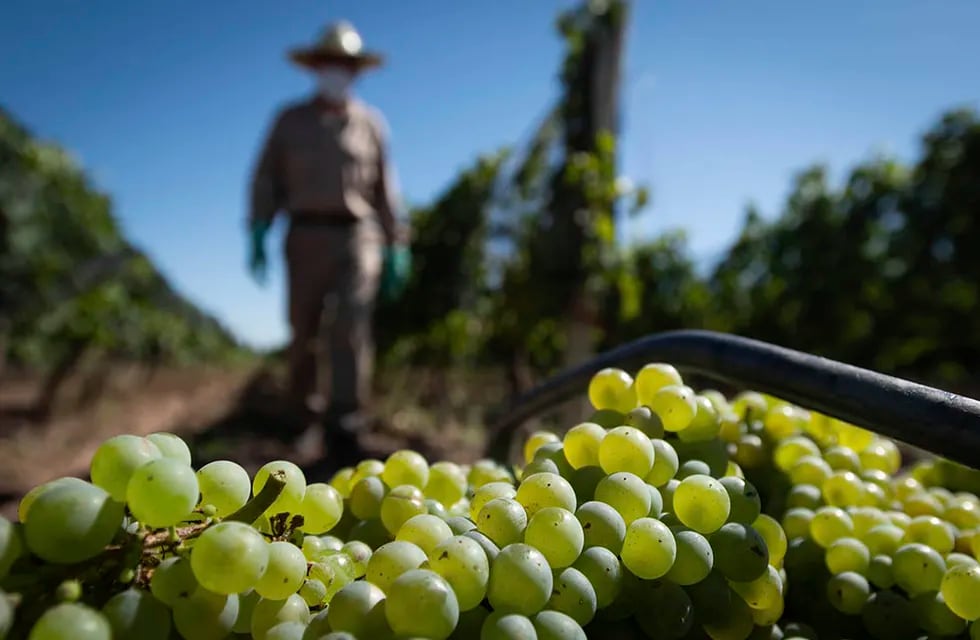 El Sistema de Localización Varietal (SLV) permitirá vincular a productores y establecimientos que necesiten uvas. Foto: Ignacio Blanco / Los Andes