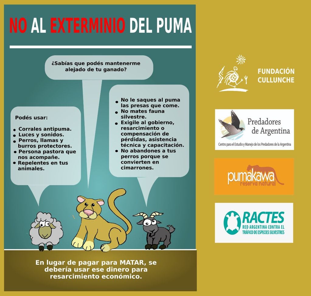 Desde Mendoza presentan recurso para frenar la caza de pumas en la Patagonia: por qué es legal y cuánto pagan. Foto: Gentileza Fundación Cullunche