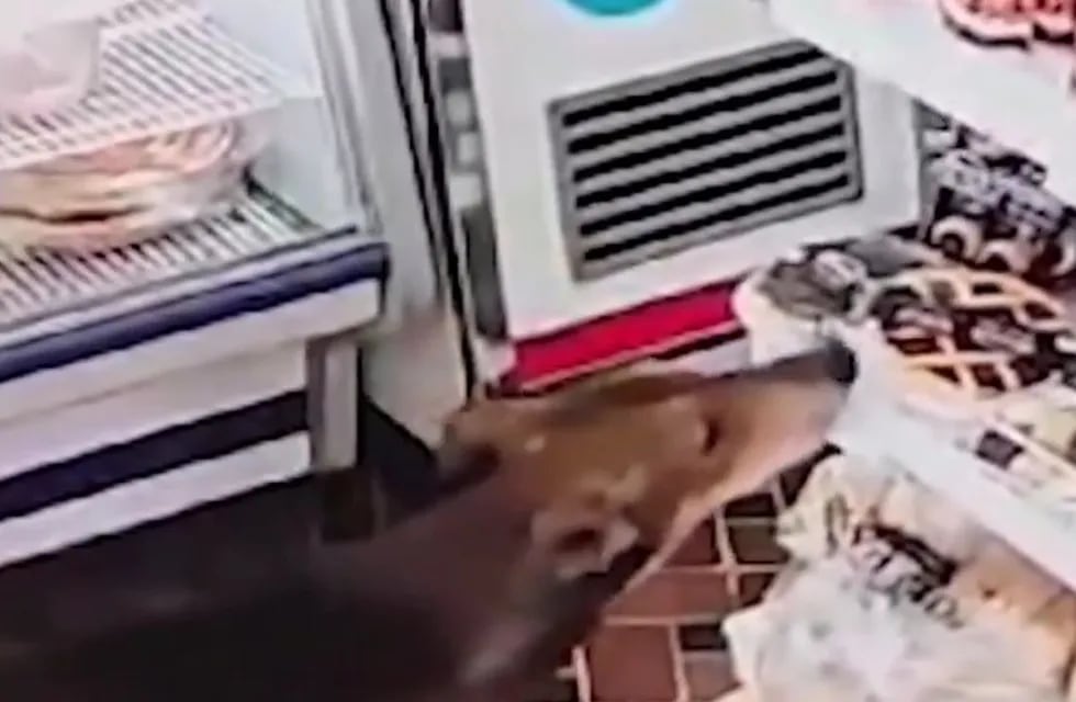 Una empleada de un almacén le dijo a su jefe que le robaron una pastafrola y el autor resultó ser un perro