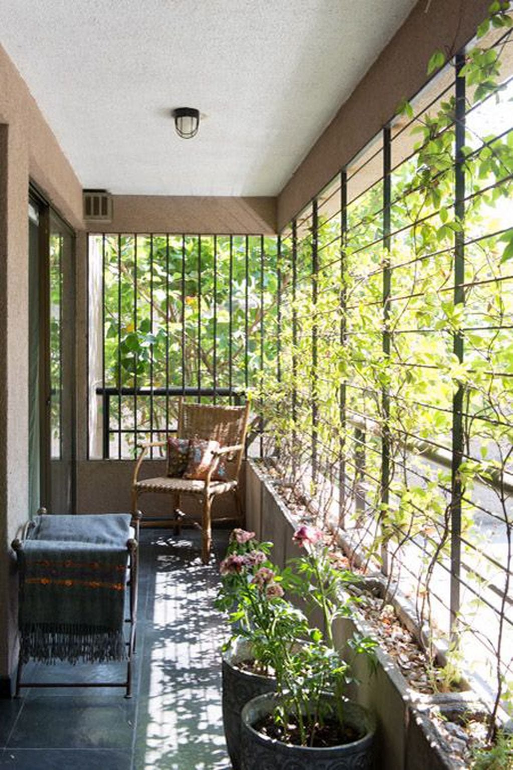Las enredaderas son las especies más comunes para cubrir paredes o la entrada directa del sol en un balcón.