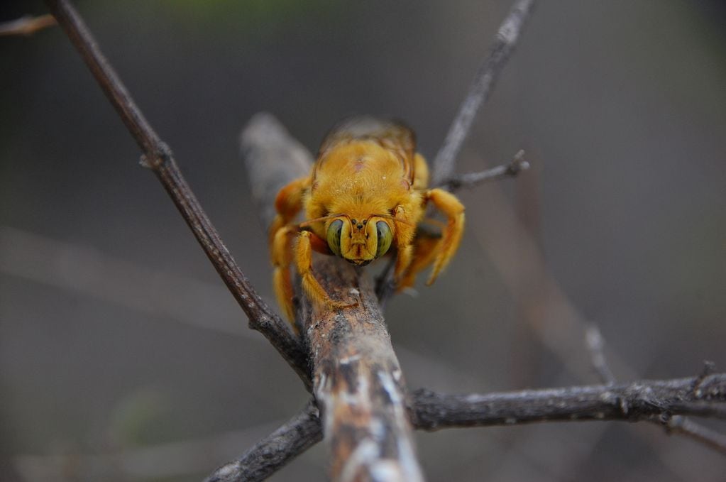 Algunas de las especies de abejas que los investigadores estudiaron en la Reserva Natural Villavicencio. Foto: Gentileza / Diego Vázquez.