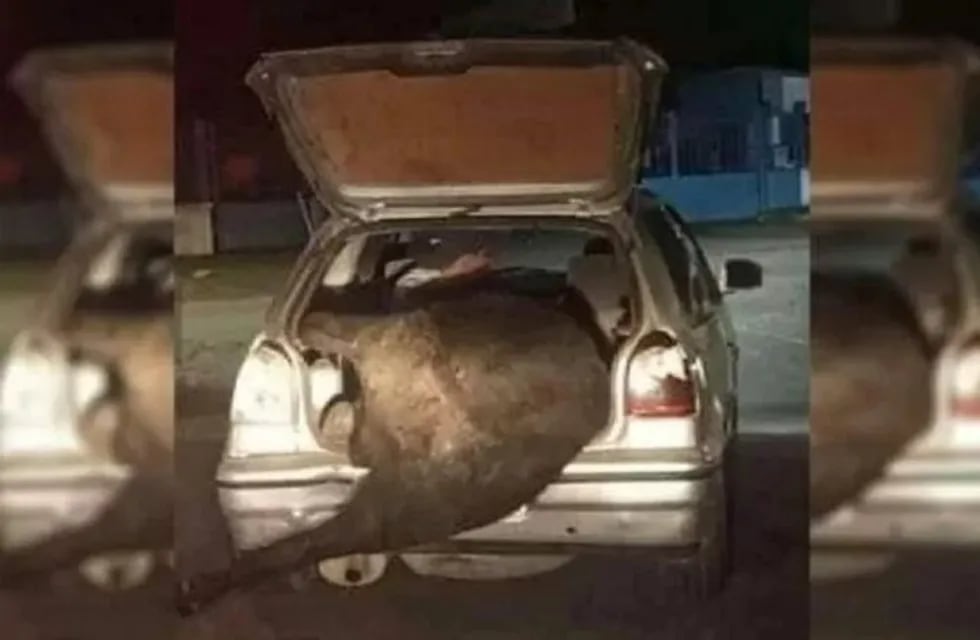 Un hombre se robó un vaca de 720 kilos en el baúl de su auto.
