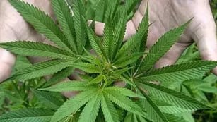 Sativa, Planta con la que se hace el cannabis (La Voz/Archivo).