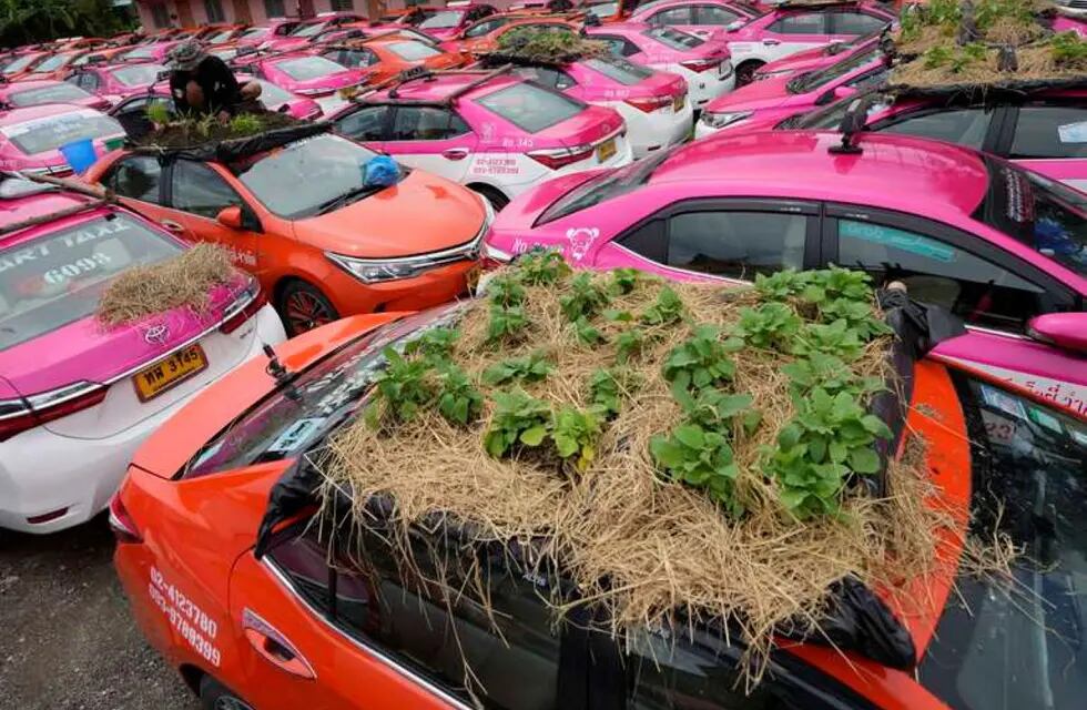 Plantas en los techos de los taxis en Tailandia. Foto: Sakchai Lalit / AP