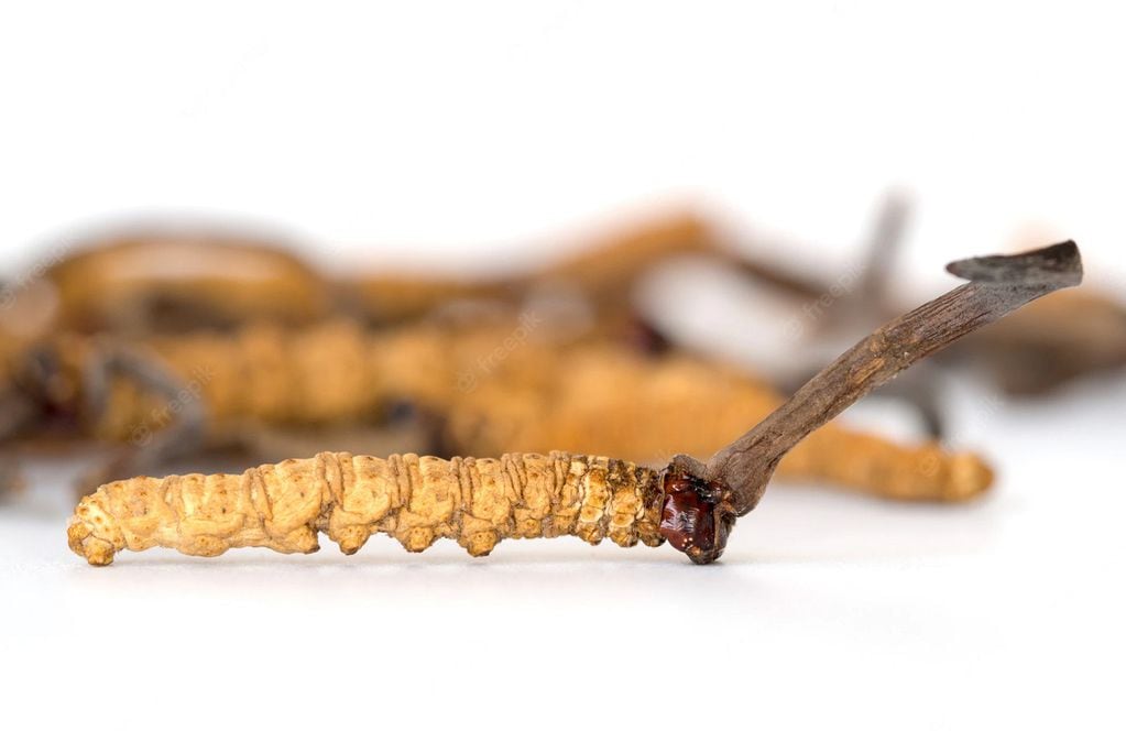 Una de las especies de Cordyceps es usada en la medicina china tradicional (Freepik)