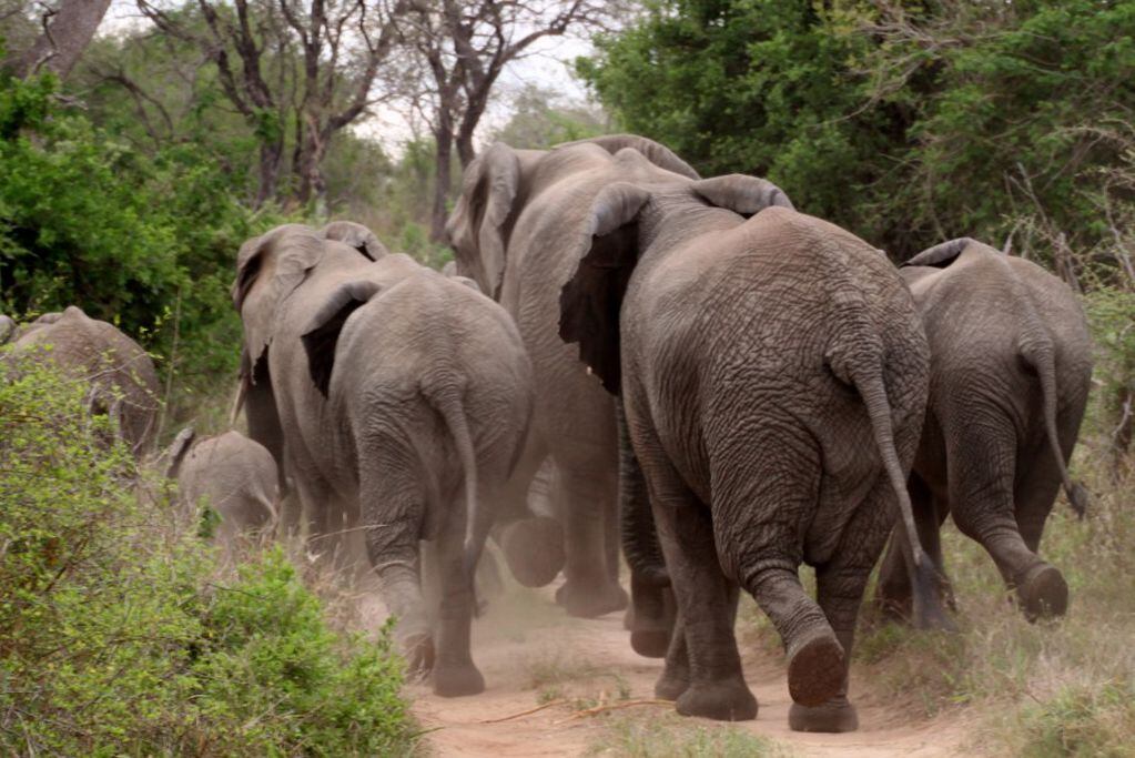 Un cazador murió aplastado por elefantes cuando intentaba huir de una reserva en Sudáfrica. Imagen ilustrativa.