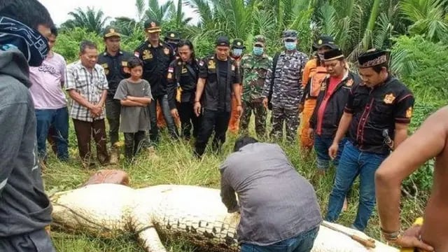 Los vecinos mataron al cocodrilo y lo abrieron para extraer el cuerpo del niño