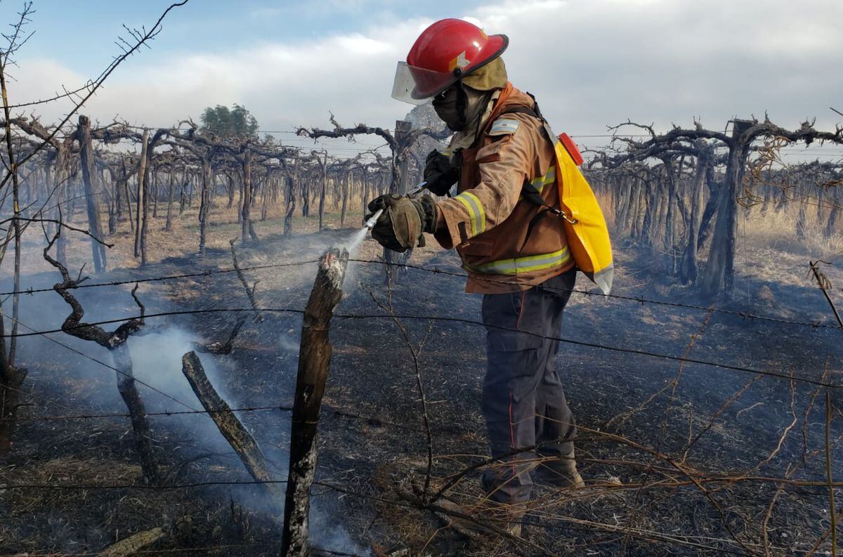 El viento Zonda provocó un incendio en viñedos de Mendoza. - Claudio Gutiérrez / Los Andes